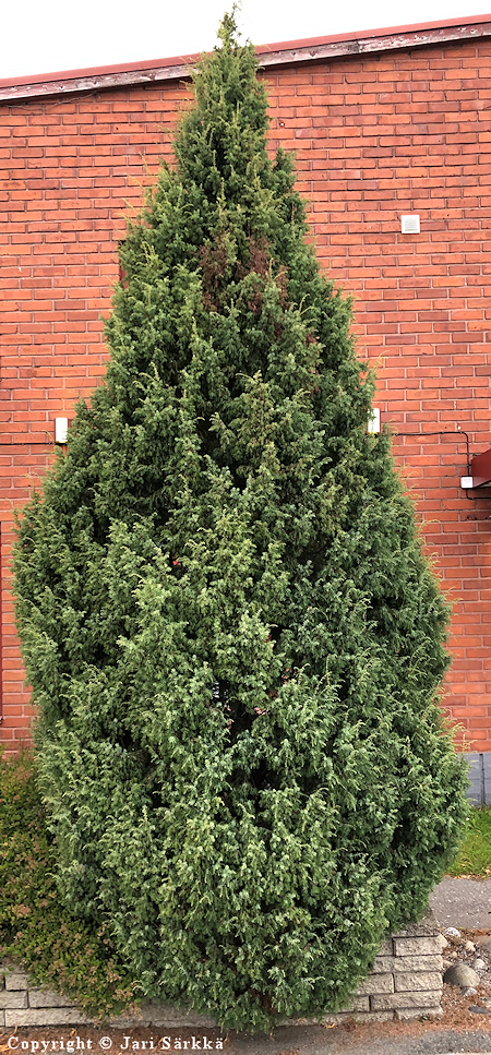 Juniperus communis 'Norrback', isopilarikataja